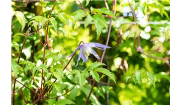 Alpenrebe, Clematis