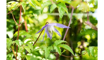 Alpenrebe, Clematis