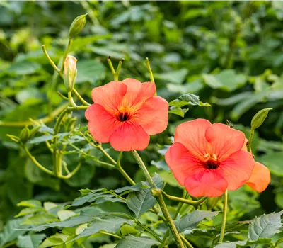 Campsis tagliabuana (x) 'Mme Galen' Campsis tagliabuana (x) 'Mme Galen'