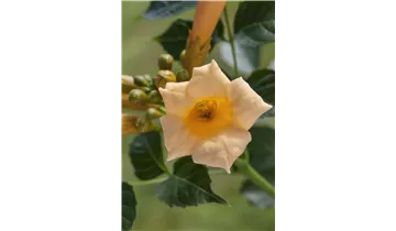 Trompetenblume