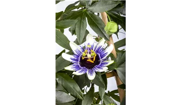 Passionsblume