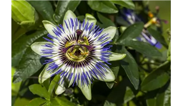 Passionsblume