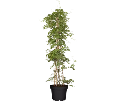 Wisteria floribunda 'Issai-naga'