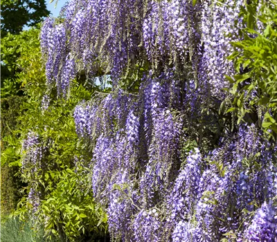 Wisteria floribunda 'Issai-naga'