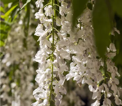 Wisteria sinensis 'Alba'