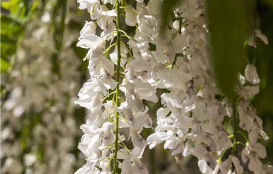 Wisteria sinensis 'Alba'