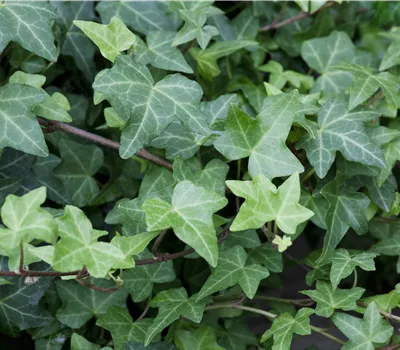 Hedera helix 'Woerner' Hedera helix 'Woerner'