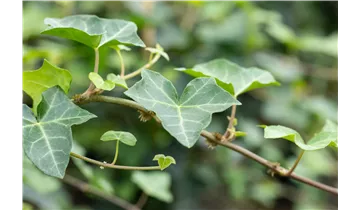 Efeu