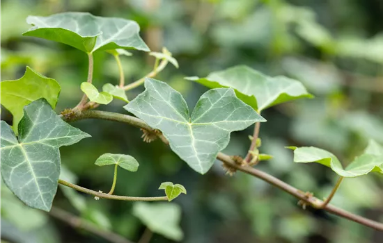 Hedera helix 'Woerner'