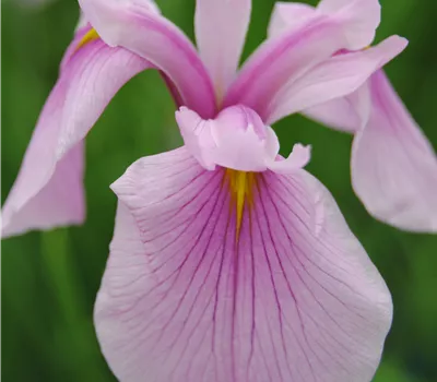 Iris laevigata 'Rose Queen'