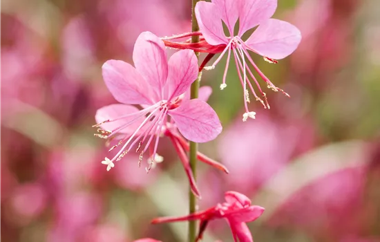 Gaura lindheimeri 'Ruby Ruby'