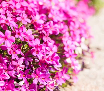 Phlox (Douglasii-Gruppe) 'Crackerjack'