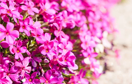 Phlox (Douglasii-Gruppe) 'Crackerjack'