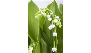 Maiglöckchen / Maierisli / Maienrisli