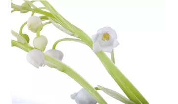 Maiglöckchen / Maierisli / Maienrisli