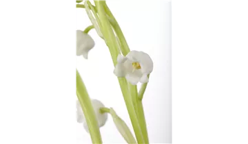 Maiglöckchen / Maierisli / Maienrisli