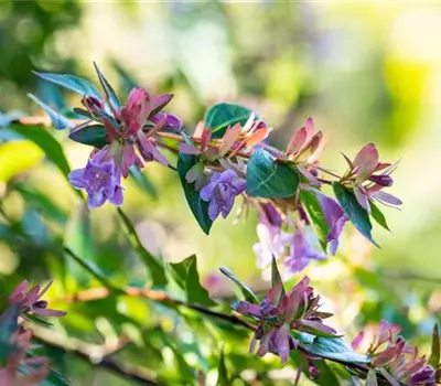 Abelia grandiflora 'Edward Goucher'