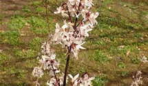 Abeliophyllum