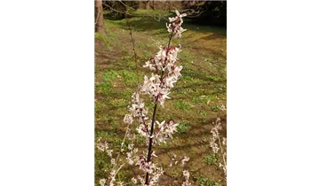 Abeliophyllum
