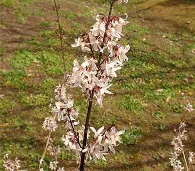 Abeliophyllum distichum