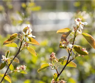Amelanchier ovalis