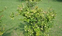 Abeliophyllum