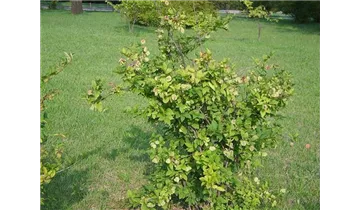 Abeliophyllum