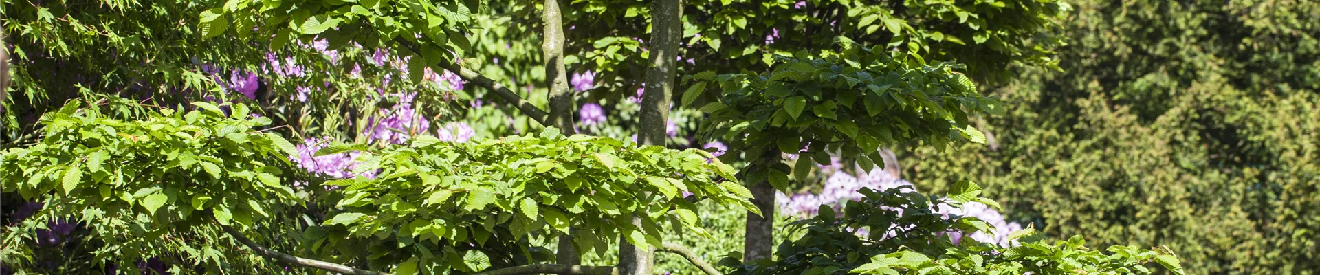 Carpinus betulus, Bonsai