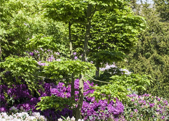 Alleebäume & Solitärgehölze