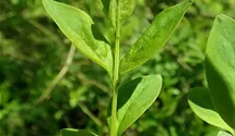 Abeliophyllum