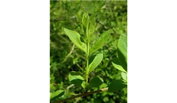 Abeliophyllum