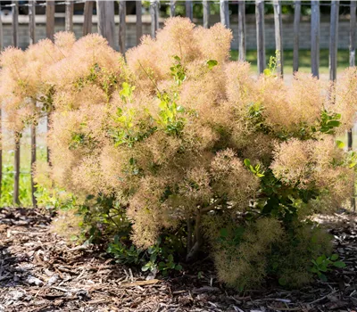 Cotinus coggygria