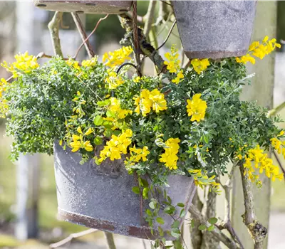 Cytisus decumbens