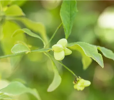 Euonymus europaeus