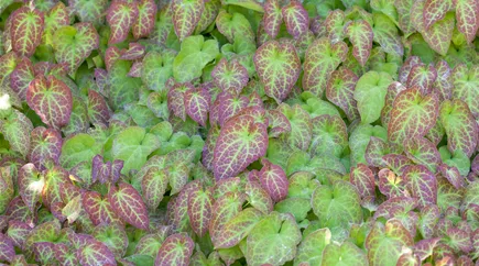 Epimedium x perralchicum 'Frohnleiten'