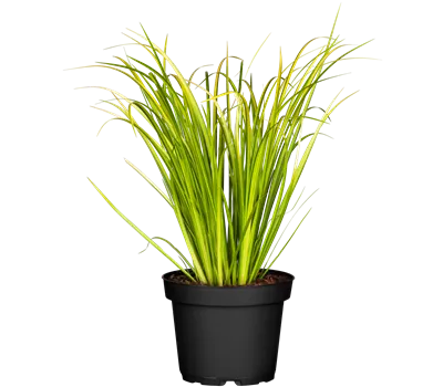 Acorus gramineus 'Ogon' Acorus gramineus 'Ogon'