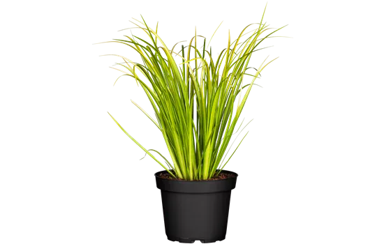 Acorus gramineus 'Ogon'