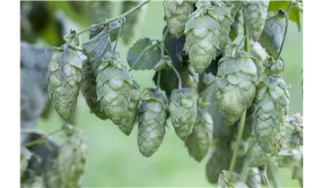 Hopfen