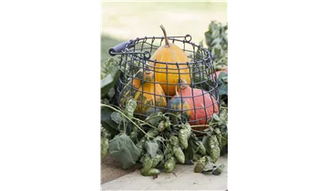 Hopfen