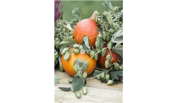 Hopfen