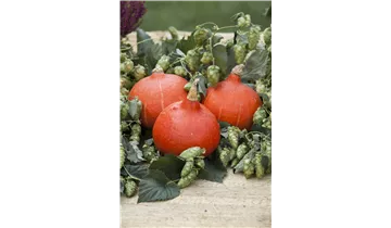Hopfen