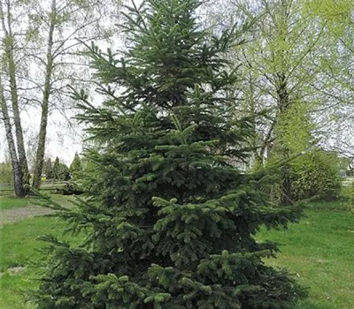 Abies nordmanniana