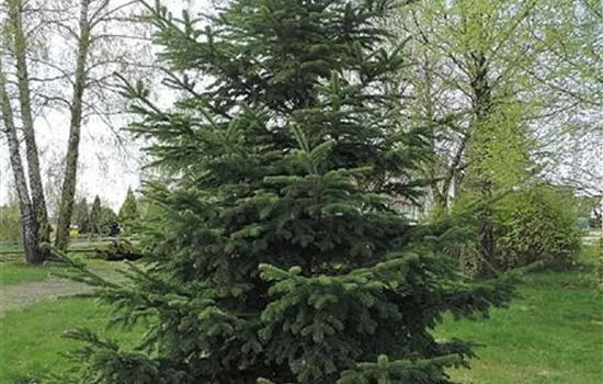 Abies nordmanniana