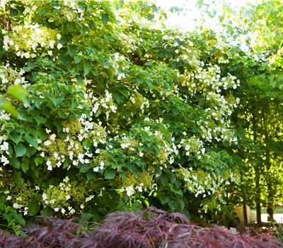 Hydrangea anomala ssp. petiolaris