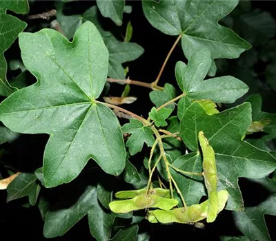 Acer campestre Acer campestre