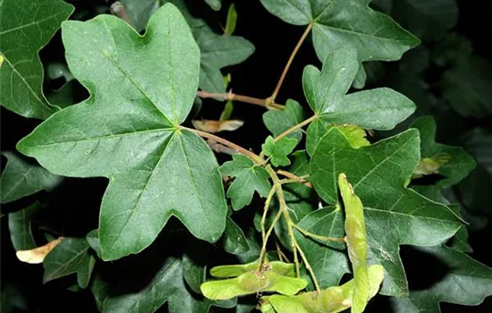 Acer campestre