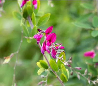 Lespedeza thunbergii