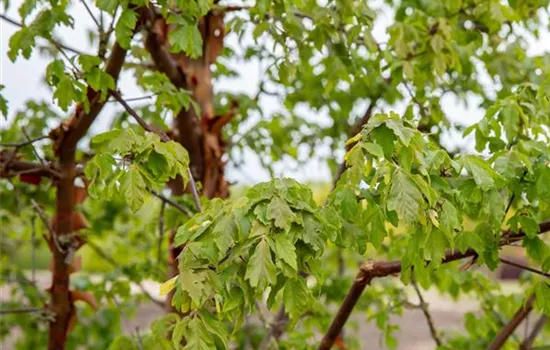 Acer griseum