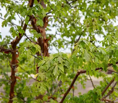 Acer griseum