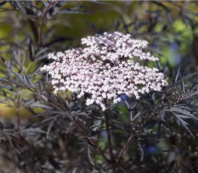 Sambucus nigra 'Black Lace'
